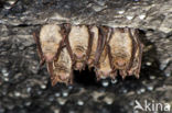 Ingekorven vleermuis (Myotis emarginatus) 