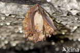 Ingekorven vleermuis (Myotis emarginatus) 