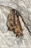 Ingekorven vleermuis (Myotis emarginatus) 