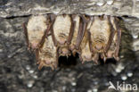 Ingekorven vleermuis (Myotis emarginatus) 