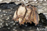 Ingekorven vleermuis (Myotis emarginatus) 