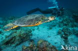 Hawksbill Turtle (Eretmochelys imbricata) 