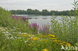 Katerstede