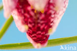 Kievitsbloem (Fritillaria spec)