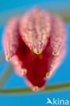 Kievitsbloem (Fritillaria spec)