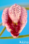 Fritillary (Fritillaria spec)