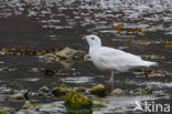 Kleine Burgemeester (Larus glaucoides)