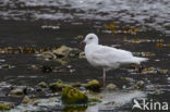 Kleine Burgemeester (Larus glaucoides)