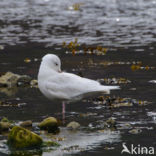 Iceland Gull (Larus glaucoides)