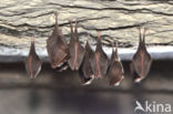 Lesser Horseshoe Bat (Rhinolophus hipposideros)