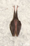 Kleine hoefijzerneus (Rhinolophus hipposideros) 