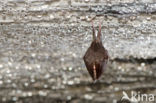 Lesser Horseshoe Bat (Rhinolophus hipposideros)