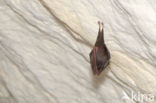 Lesser Horseshoe Bat (Rhinolophus hipposideros)