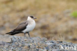 Parasitic Jaeger (Stercorarius parasiticus)