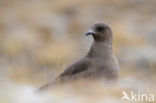 Parasitic Jaeger (Stercorarius parasiticus)