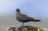 Parasitic Jaeger (Stercorarius parasiticus)