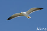 Kleine Mantelmeeuw (Larus fuscus)