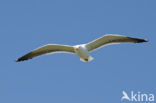 Lesser Black-backed Gull (Larus fuscus)