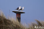 Kleine Mantelmeeuw (Larus fuscus)