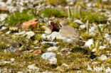 Kleine Plevier (Charadrius dubius)