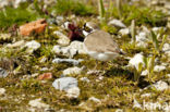 Kleine Plevier (Charadrius dubius)