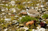 Kleine Plevier (Charadrius dubius)