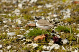 Kleine Plevier (Charadrius dubius)