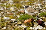 Kleine Plevier (Charadrius dubius)