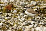 Kleine Plevier (Charadrius dubius)