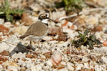 Kleine Plevier (Charadrius dubius)