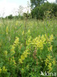 Kleine ruit (Thalictrum minus) 