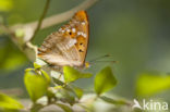 Kleine weerschijnvlinder (Apatura ilia)