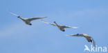 Kleine zwaan (Cygnus bewickii)