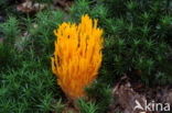 Kleverig koraalzwammetje (Calocera viscosa)