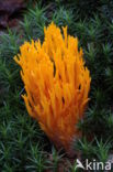 Kleverig koraalzwammetje (Calocera viscosa)