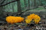 Yellow turning fork (Calocera viscosa)