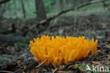 Yellow turning fork (Calocera viscosa)