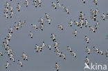 Pied Avocet (Recurvirostra avosetta)