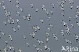 Pied Avocet (Recurvirostra avosetta)