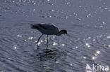 Pied Avocet (Recurvirostra avosetta)