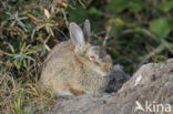 Rabbit (Oryctolagus cuniculus) 