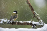 Great Tit (Parus major)