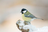 Great Tit (Parus major)