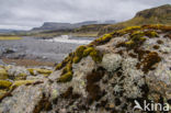 Lichen (Haematomma spec.)