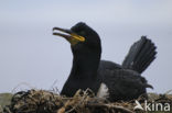 Kuifaalscholver (Phalacrocorax aristotelis)