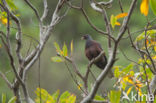 White-tailed Laurel Pigeon (Columba junoniae) 