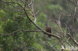 White-tailed Laurel Pigeon (Columba junoniae) 