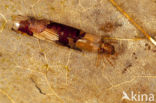 Limnephilus luridus