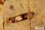 Limnephilus luridus (rode lijst NL