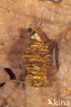 Limnephilus stigma (rode lijst NL